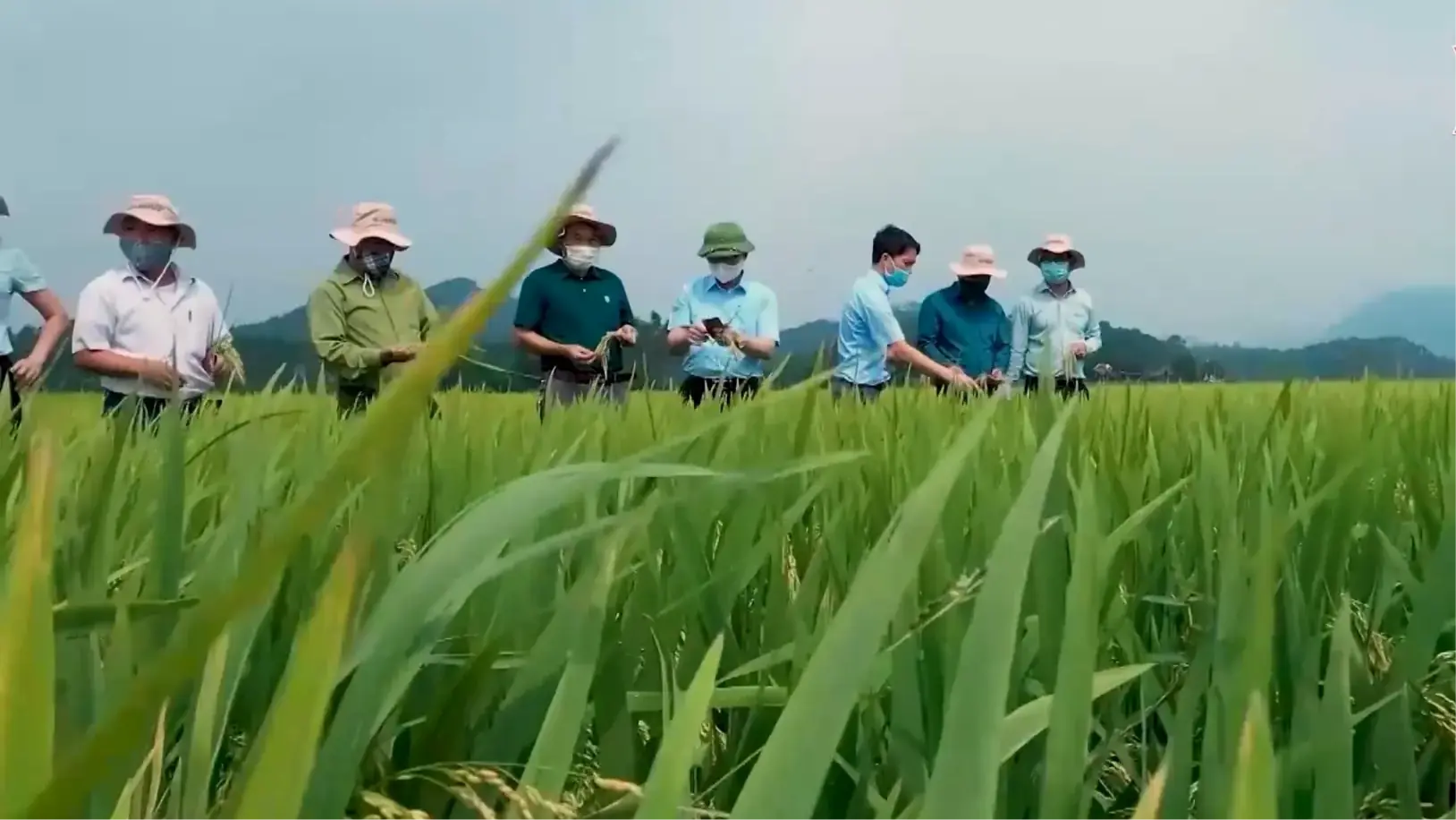 SRI - giải pháp canh tác giảm thiểu phát thải khí nhà kính | Chuyển đổi xanh | 06/12/2025